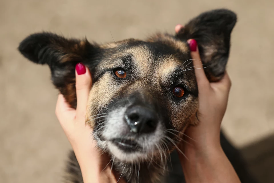 «Уралочки» в приюте для собак Big Dog. 13 августа 2020